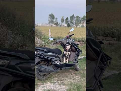 Finally Coco Viral Ho Gya Viralvideo Bollywoodcoversongs Dogshorts Doglove Hindisong