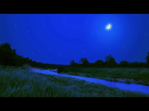 Summer Night Ambience Crickets Cicadas Wind Blowing Through Grass At Night