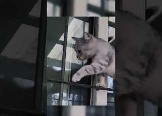  Cat Skilled Walking Pace Petcat Cutecat Funnycats