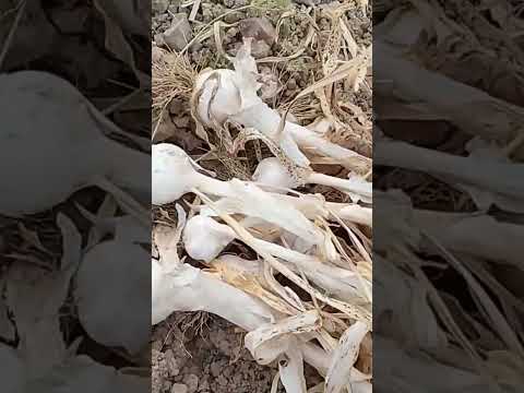 خلع التوم من الارض توم 100 طبيعية بدون أي مادة تاونات