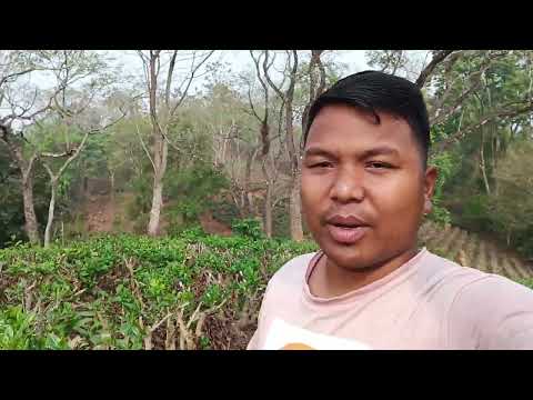 2026 Bilsini Chaa Ritima Bagan An Sengaha 2026 Bilsini Chaa Ritima Bagan An Sengaha