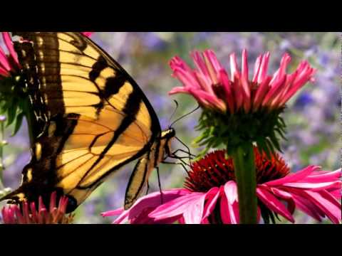 نقيلي أحلى زهرة زكي ناصيف