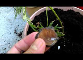 Aconitum Napellus Herb In Hindi