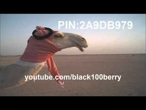 اغنيه ناقتي يا ناقتي