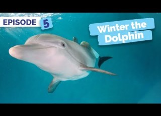 Winter Inspires Winter The Dolphin Saving Winter Episode 5