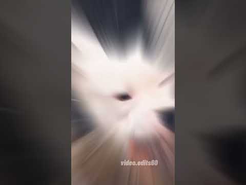 Dogo Argentino Videoedits60 Animals