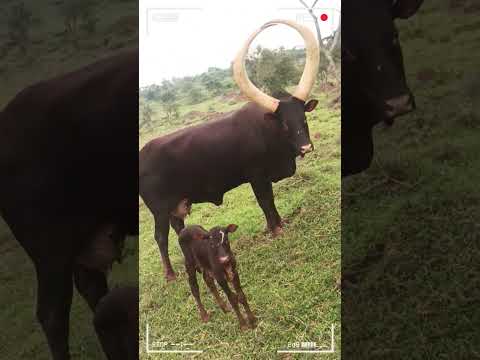 ANKOLE WATUSI CATTLE Biggest Bulls And Cow Cows Bulls Ankole