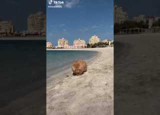 So Cute Watch The End