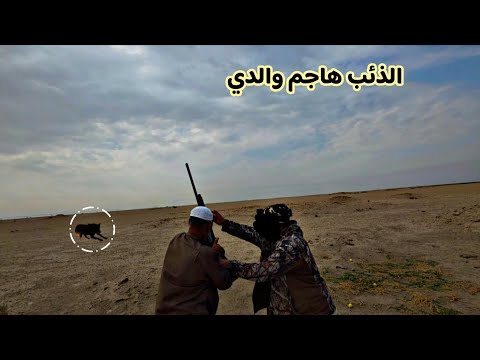 صيد الخضيري والكطا في الصحراء ابو عباس عثر على ذئب والنتيجه صادمه