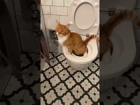 قطة تقضي حاجتها في الحمام