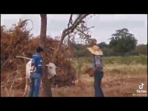 Asante Us Punda Ni Mateke