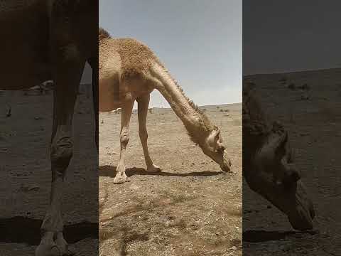 Arabic Islamic Song 2023 Camel Jamal Arabic Islamic Song 2023 Camel Jamal