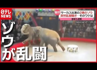 理由は サーカス出演２頭のゾウが 乱闘騒ぎ ロシア 2021年3月24日放送 News Every より