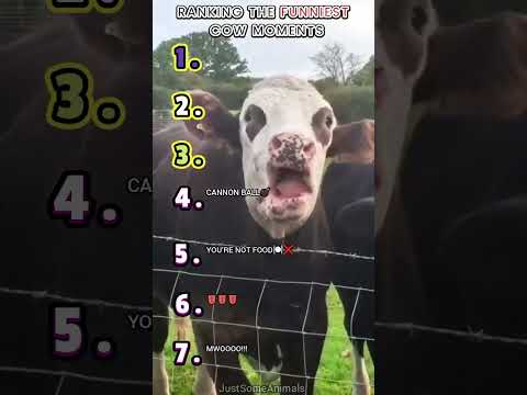 RANKING THE FUNNIEST COW MOMENTS
