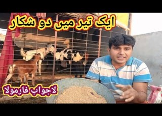 1115 Best Digestion Booster For Goats In Sumner Bakriyon Ka Sabsy Behtreen Masala
