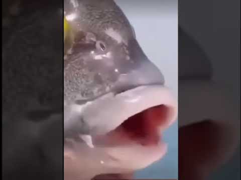 رياكشن علاوي حبيب قلبي أبو حسين