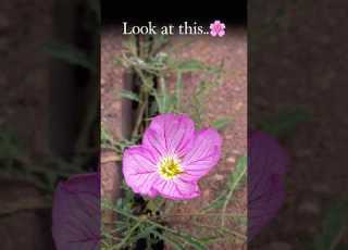 Look At This Tiny Wildflower