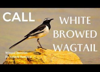 Call Of White Browed Wagtail Call Of Large Pied Wagtail Motacilla Maderaspatensis Call
