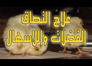 مشروع تربية الدجاج لهذه الأسباب تلتصق الفضلات بمخرج الصيصان وهذا هو العلاج والحل