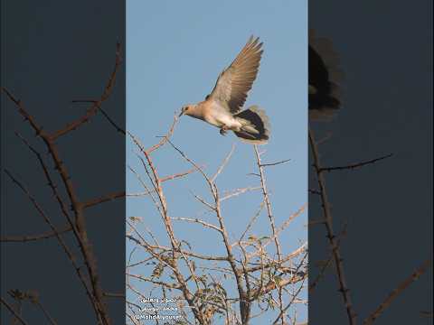 القميري المطارد مع الطيور المهاجرة واجه إبادة في مواطنه صيد مليون قمرية كل موسم في 3 دول أوروبية