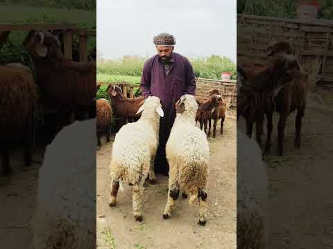 اسعار الخرفان الصغيره ببلاش بكره الرحماني الريف المصري 01011081886 01020961281