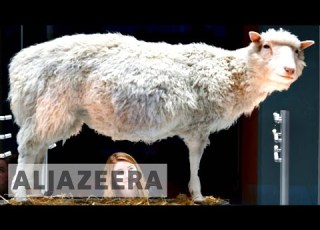  The Scientific Legacy Of Dolly The Sheep