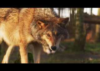  Beautiful Nature Animals Free Video حيوانات الطبيعة الخلابة فيديو مجاني