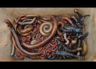 Surprise Catching Group Insects Giant Millipede Black Scorpion 100 Worms Red Millipedes Snails
