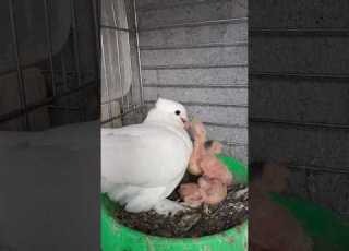 Pigeon Kabutar Kabootar Birds Shorts حمام کفتر کبوتر