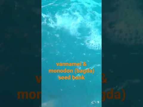 Vannamei Monodon Bagda Seed Bank