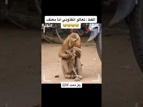 القط في ورطه ركز على حركات القرد