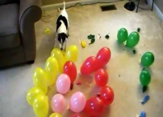 DOG Vs BALLOONS V SPIRAL OF DEATH
