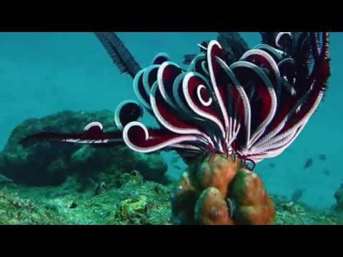 قسما برب الكائنات كلمات وأداء سعد الدريهم