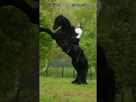 اغرب 7 معجزات فى خلق الحصان هتخليك تعرف الحيوان اللى ربنا اقسم بيه فى القرأن Shorts اغرب 7 معجزات فى خلق الحصان هتخليك تعرف الحيوان اللى ربنا اقسم بيه فى القرأن Shorts