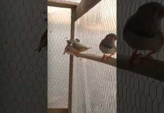 مااجمل تغريد طيور الزيبرا