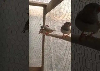 مااجمل تغريد طيور الزيبرا