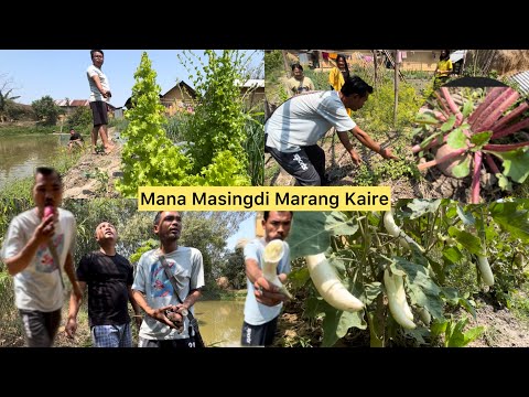 Pot Mana Masing Marang Kaina Engkhol Koibse Yam Pamjei