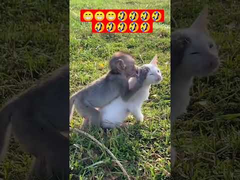 ماذا فعل القرد مع القط اشتراك بالقناة من فضلك