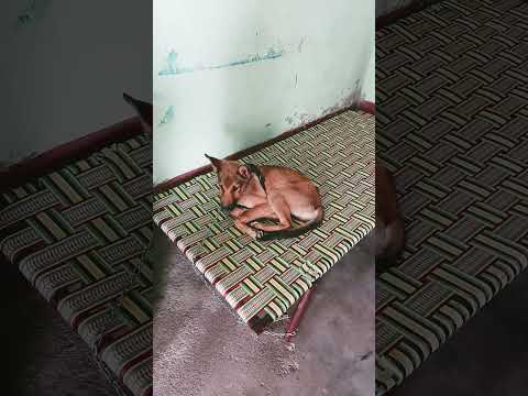 Threanding Kuta Ka Video Kuta Kutautara Dogs Dogtraining Dogshorts Dogvideos Doglove