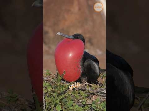 أغرب 3 طيور في العالم