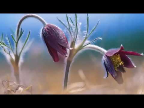 اجمل ما جود الشيخ شعبان عبد العزيز الصياد من سورة ال عمران اجمل ما جود الشيخ شعبان عبد العزيز الصياد من سورة ال عمران