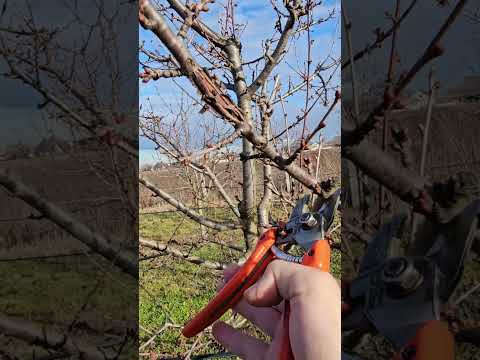 Reži Da Raste Baštenski Detox Zdravo Stablo Čista Krošnja Osnove Orezivanja Oštećene Grane