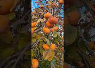  Who Want Some Persimmon Shorts