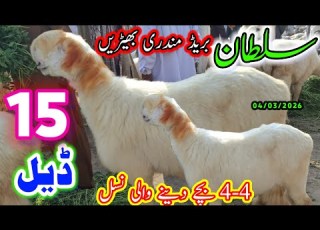 سلطان بریڈر کی سستی مندری بھیڑیں 4 4 بچے دینے والی ٹاپ کوالٹی ڈیرہ غازی خان