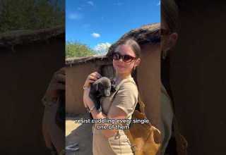 Visit A Traditional Masai Village With Me A Unique Tour Part 2 Africa Travel Travelvlog 