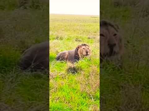 Legendary Black Rock King Lorkulup Roaring And Calling His Brothers Oloshipa And Oloimina Legendary Black Rock King Lorkulup Roaring And Calling His Brothers Oloshipa And Oloimina