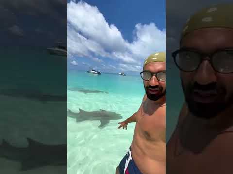 تجربة السباحة مع اسماك القرش