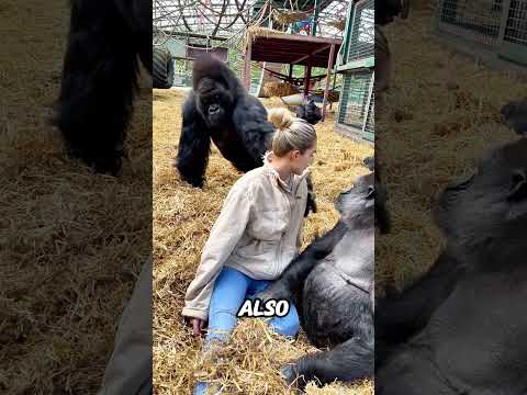 First Woman To Connect With A Silverback Gorilla Shorts