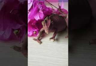 Chameleon Changing Color لحظة تغير لون الحرباء Song Chameleon N Sandra