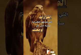 النسر والصقر الطيور الجارح ة حالات واتس قطط صغيرة كيوت